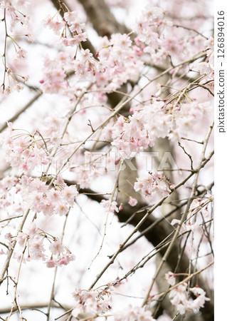 Weeping cherry blossoms blooming on a cloudy day Weeping cherry blossoms blooming on a cloudy day 126894016