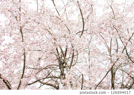 Weeping cherry blossoms blooming on a cloudy day 126894017
