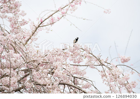 春花:陰天盛開的垂枝櫻花和棲息在樹枝上的大山雀 春花:陰天盛開的垂枝櫻花和棲息在樹枝上的大山雀 126894030