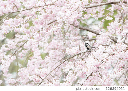 春花：陰天盛開的垂枝櫻花和棲息在樹枝上的大山雀 126894031