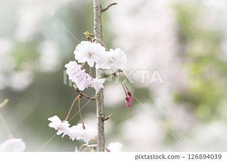 Weeping cherry blossoms and buds Weeping cherry blossoms and buds 126894039
