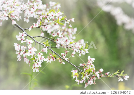 櫻花與綠葉(帶葉的櫻花) 櫻花與綠葉(帶葉的櫻花) 126894042