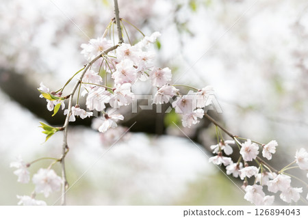 垂枝櫻花在春日柔和的陽光下綻放 126894043