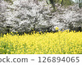 春日陽光下盛開的油菜花 126894065