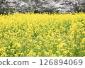 春日陽光下盛開的油菜花 126894069