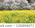 春日陽光下盛開的油菜花 126894071