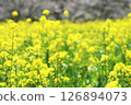 春日陽光下盛開的油菜花 126894073