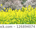 春日陽光下盛開的油菜花 126894074