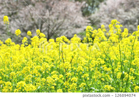 春日陽光下盛開的油菜花 126894074