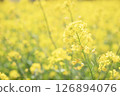 春日陽光下盛開的油菜花 126894076