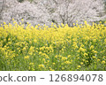 春日陽光下，油菜花盛開，櫻花點綴其間 126894078