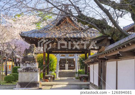 法殿寺的花開（京都市左京區淨土寺新如町） 126894081