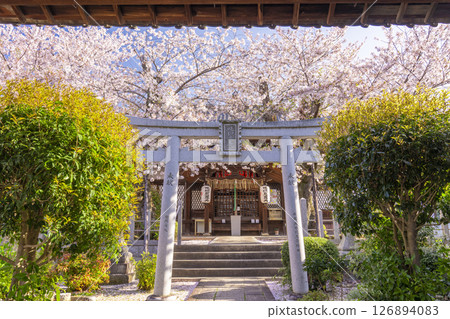 Cherry blossoms in bloom at Hodenji Temple (Jodo-ji Shinnyo-cho, Sakyo Ward, Kyoto City) 126894083
