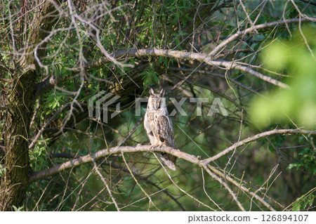 The long-eared owl (Asio otus) 126894107