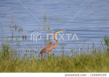 The purple heron (Ardea purpurea) The purple heron (Ardea purpurea) 126894109