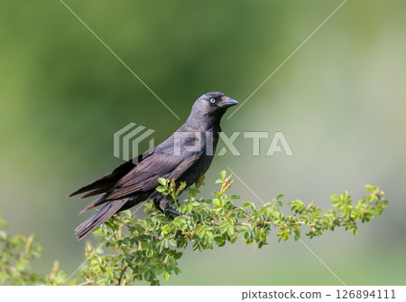 western jackdaw (Coloeus monedula) 126894111