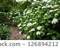 Hydrangeas are blooming in the hydrangea garden 126894212