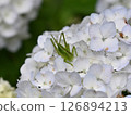 Praying mantis on a white hydrangea flower 126894213