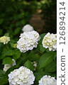 White hydrangea 126894214