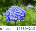 Blue hydrangea 126894215