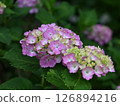 Pink hydrangea flowers blooming in the rainy season 126894216