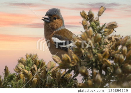 Chaffinch looking out from undergrowth at dusk 126894329