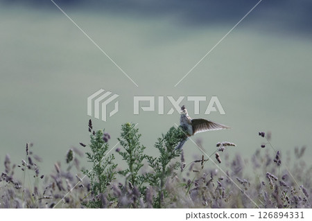 skylark landing in undergrowth with lots of background space for your layout skylark landing in undergrowth with lots of background space for your layout 126894331