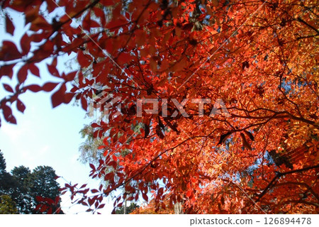 A beautiful autumn landscape with a contrast between the autumn leaves and the blue sky 126894478
