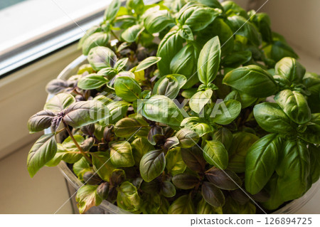 Green basil leaves on the windowsill in spring 126894725
