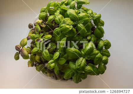 Basil with red and green leaves sprouted at home for planting in the ground 126894727