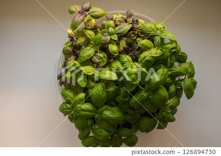 Top view of young basil leaves on windowsill Top view of young basil leaves on windowsill 126894730
