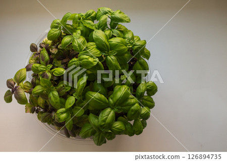 Young juicy basil sprouts in the apartment, home gardening Young juicy basil sprouts in the apartment, home gardening 126894735