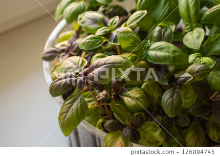Close-up of red-leaved basil variety near the window 126894745