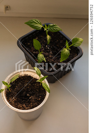 Small pepper shoots in seedling containers Small pepper shoots in seedling containers 126894752