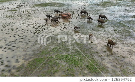 top view aerial uav buffalo landscape.Thai buffalo herd standing in the meadow,Buffalo in the countryside  126894792