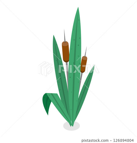 3D Isometric Flat Vector Set of Lake Aquatic Plants, Marsh Reed. Item 4 126894804