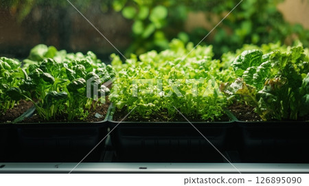 托盤中種植的新鮮葉菜類的特寫 126895090