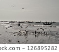 Coastal fishing community with gulls scavenging along tide line in Gambia 126895282