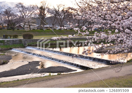Cherry blossoms and sunset at Kamo River, Kyoto Cherry blossoms and sunset at Kamo River, Kyoto 126895509