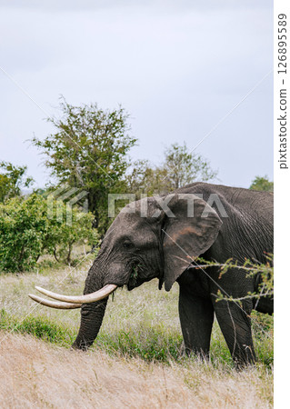 Elephant in savannah 126895589