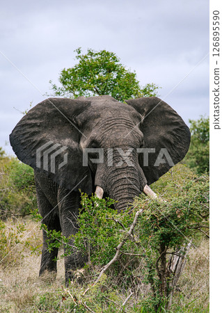 Elephant in savannah 126895590