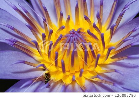 close up lotus flower yellow and purple color is so beautiful 126895786