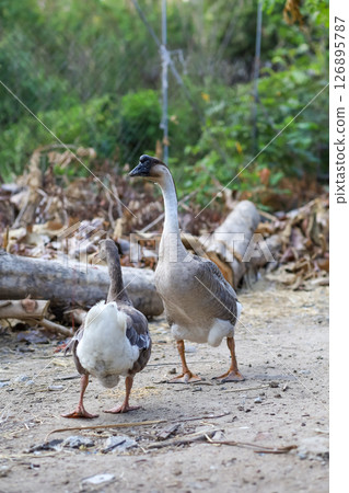 White goose eatting food in garden at thailand White goose eatting food in garden at thailand 126895787
