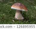 Boletus edulis 126895955