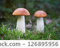 Leccinum albostipitatum 126895956
