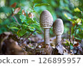 Macrolepiota procera - edible mushroom 126895957