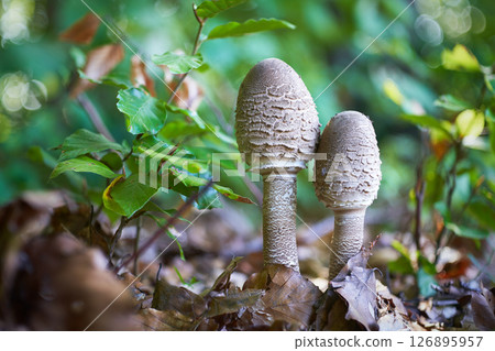 Macrolepiota procera - edible mushroom 126895957