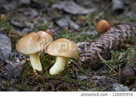 Suillus granulatus 126895958