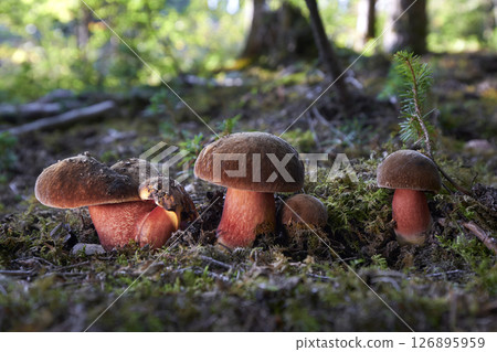 Sutorius luridiformis 126895959