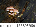 Mycena renati 126895960